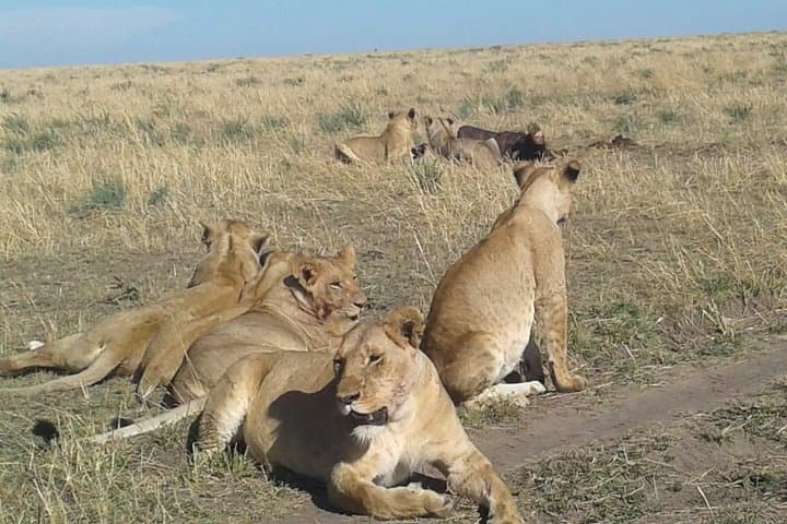 4-Day Wildebeest Migration Budget Safari in Masai Mara — Game Drives & Camping photo 4