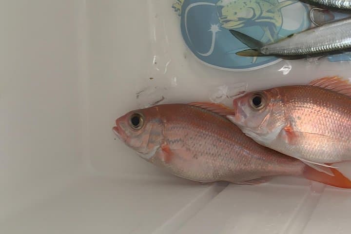 Half-Day Deep-Sea & Light-Tackle Fishing from Nassau Harbor photo 5