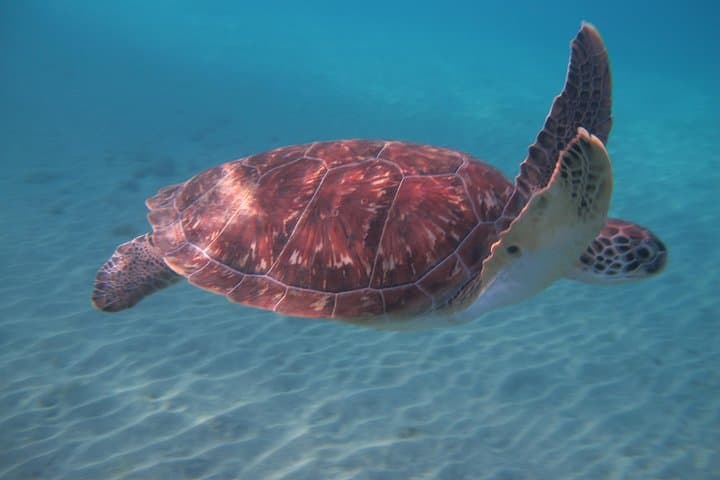 Catamaran Diving & Snorkeling Day Trip from Anses d'Arlet photo 4