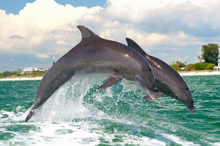 Little Toot Dolphin Adventure: Clearwater Beach Dolphin Watching & Harbor Cruise photo 4