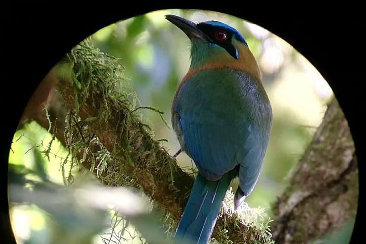 Guided Birding in Monteverde Cloud Forest with Certified Local Guide & Hummingbird Garden photo 5