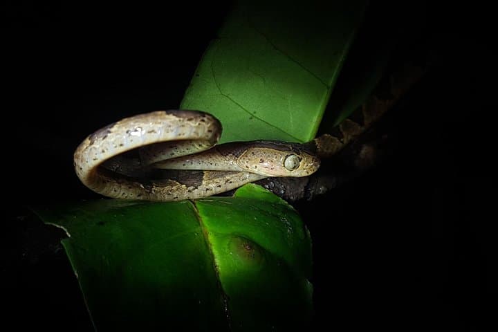 Monteverde Night Walk: Explore the Cloud Forest After Dark with a Local Guide photo 6