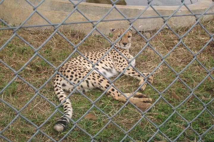 Kisumu Day Tour: Ndere Island, Impala Sanctuary & Cultural Stops on Lake Victoria photo 3