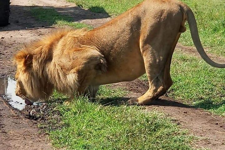 4-Day Masai Mara & Lake Nakuru Safari — Big Five, Flamingos & Rift Valley Views photo 5
