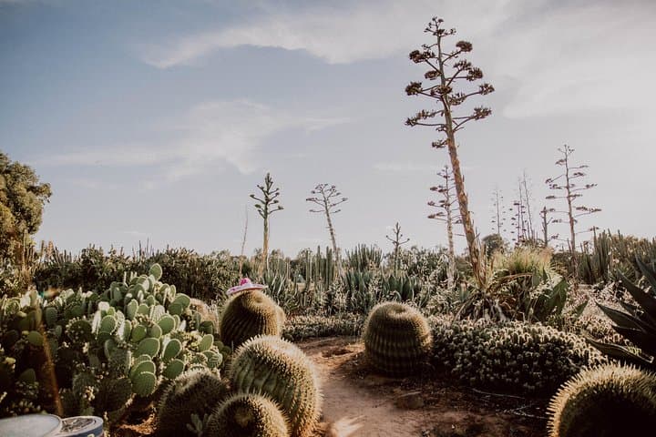 Cactus Country Strathmerton: Explore 4,000+ Cacti & Succulents in Victoria photo 4