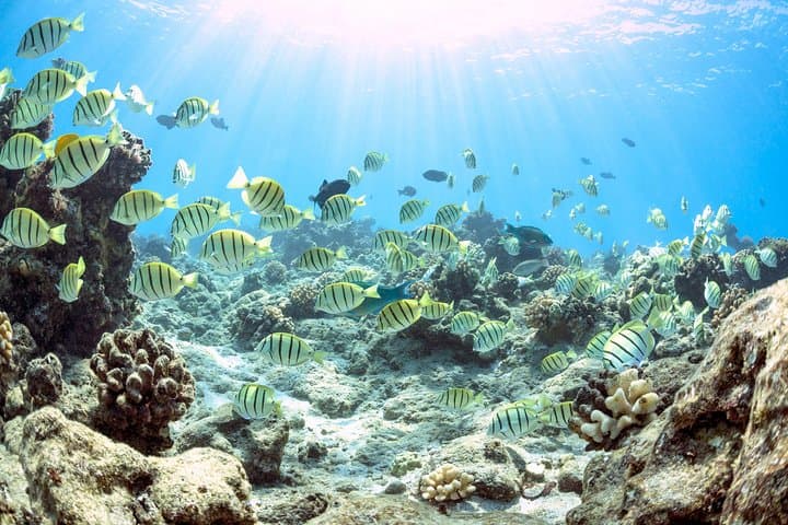 Molokini Snorkel & Sail from Maalaea Harbor — Day Trip to the Crescent Crater photo 4