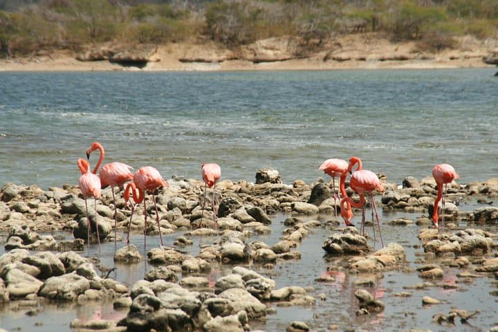 Lac Bay Flamingos and Mangroves: Guided Wildlife & Cultural Tour in Bonaire