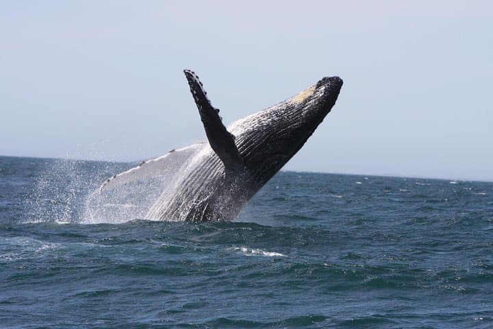 Newcastle Whale Watching Cruise: Humpback Migration Ocean Voyage