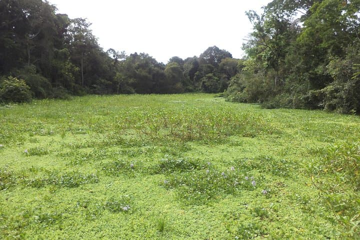 3-Day Amazon Jungle Experience from Iquitos – Lupuna Lodge photo 5