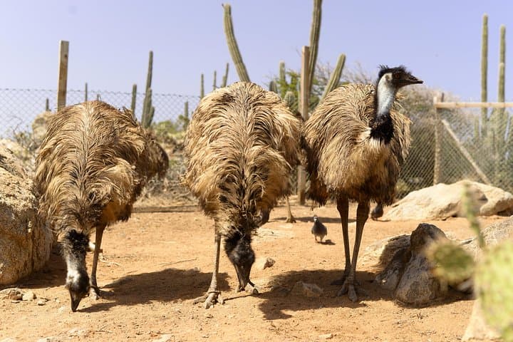 Aruba Ostrich Farm Tour with Lunch: Hands-On Encounters and Local Eats photo 5