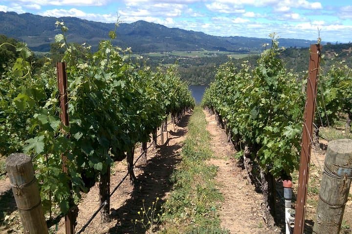 Private 8-Hour Napa & Sonoma Wine Country Tour — Sedan, SUV or Limo photo 5