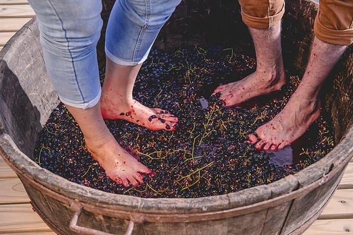 Grape Harvest & Pisa Experience in Bento Gonçalves — Private Wine Tour