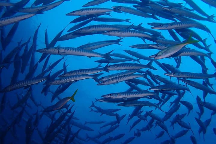 Sail Rock: Koh Samui 2‑Dive Trip to a World‑Class Pinnacle photo 3