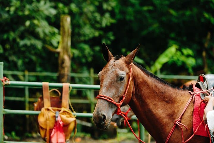 Horseback Riding to Tocori Waterfalls from Manuel Antonio photo 3