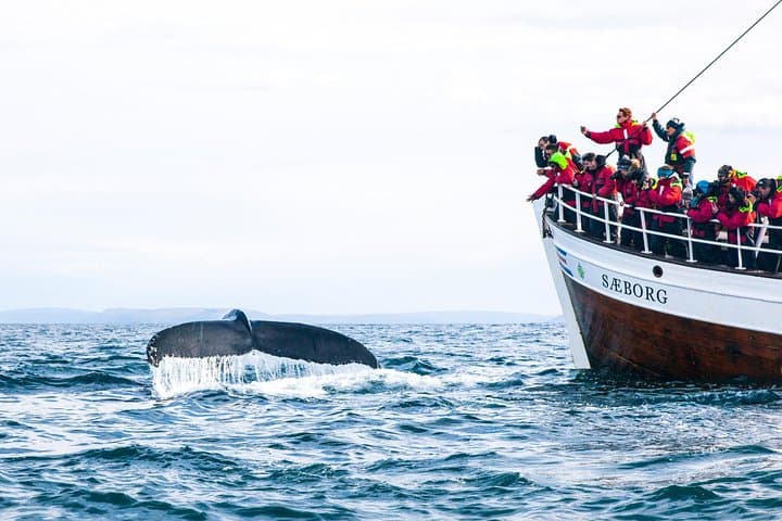 Cape Town Shark Cage Diving and Whale Watching — Full-Day Boat Combo photo 4