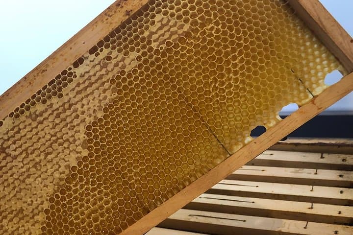 Umbria Honey Tour & Tasting at the Macciano Olive Tree photo 5