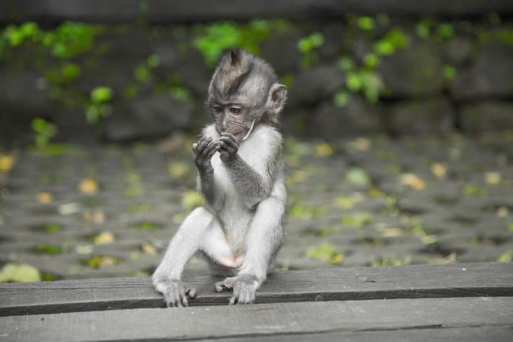 Ultimate Ubud Day Tour: Tegalalang Rice Terraces, Coffee & Sacred Monkey Forest photo 3