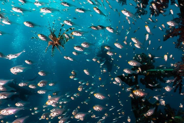 Eilat Coral Reef Snorkel: 40-Minute Guided Reef Experience photo 5