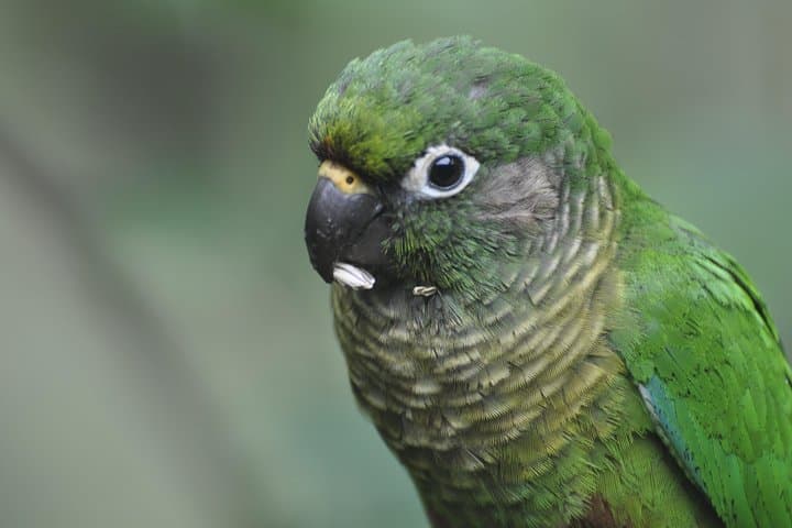 Tijuca National Park Birdwatching Tour — Spot Atlantic Forest Endemics with Pica-pau Tours photo 5