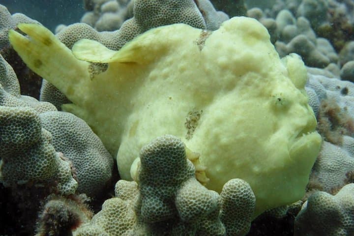 Makena Underwater Scooter Dive — DPV Shore Dive for Certified Divers photo 5