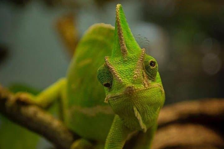 Explore Planet Exotica Royan: Reptiles, Bonsais & Jurassic Garden photo 4