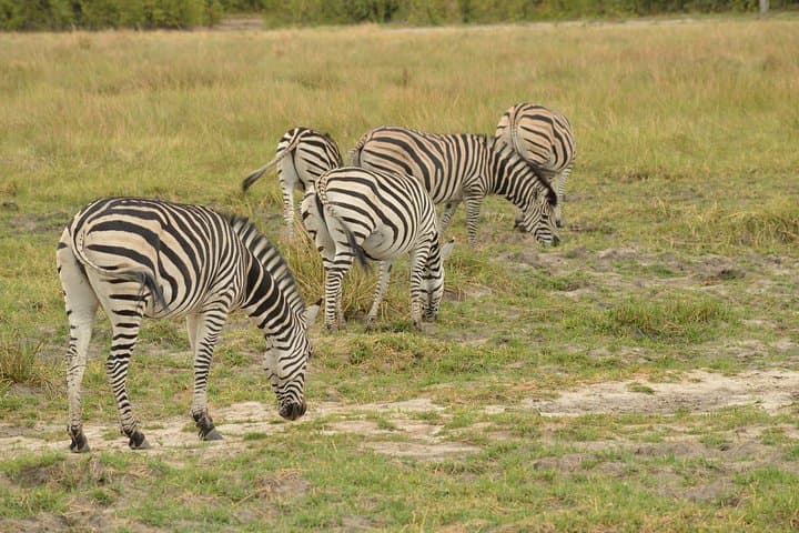 Three-Day Okavango Delta Safari: Mokoro, Walking Safaris & Island Camping photo 2