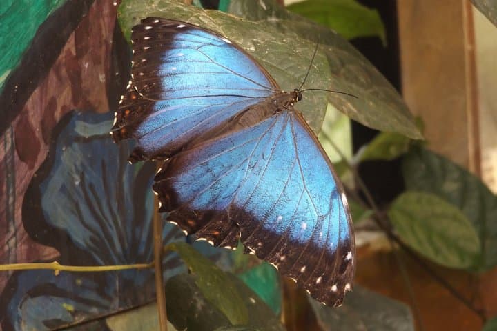 Full-Day Mindo Cloud Forest Tour: Waterfalls, Hikes & Chocolate Making photo 2