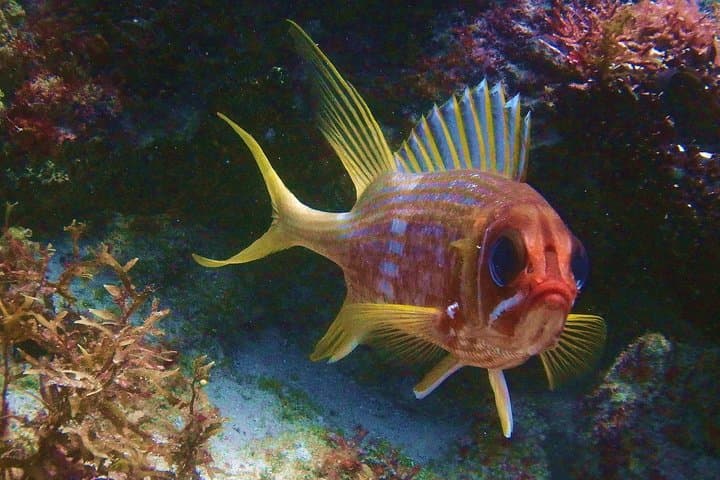 Snorkel El Farito: Lighthouse Reef Tour in Isla Mujeres photo 4