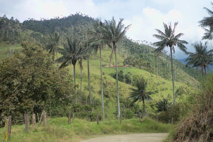 Carbonera & Tochecito Hike: Salento's Wax Palm Experience