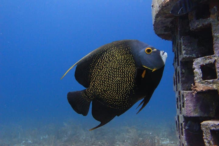 Cancun Underwater Museum and Manchones Reef: Certified Dive Trip photo 4