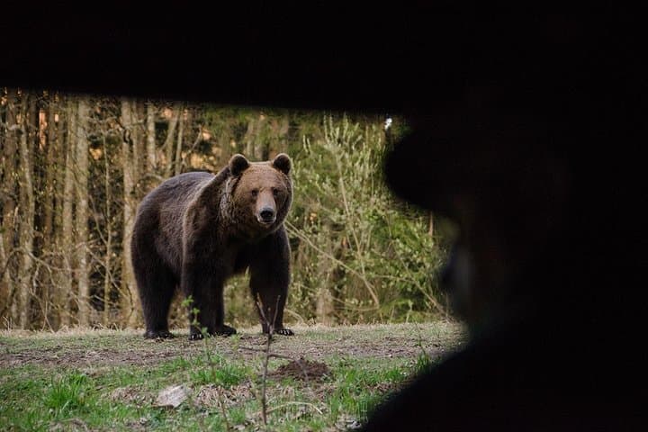 Bear Watching in Romania's Land of Volcanoes: Tusnad Hide Experience
