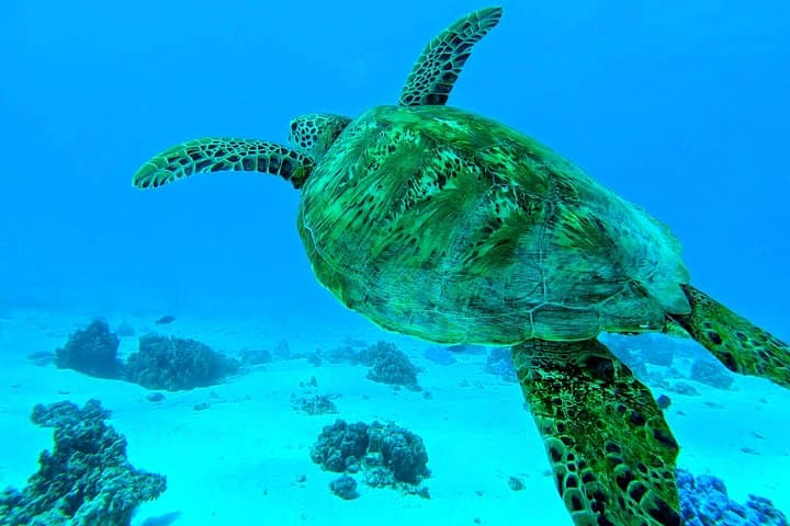Moorea Lagoon Tour: Swim with Turtles, Rays & Blacktip Sharks photo 4