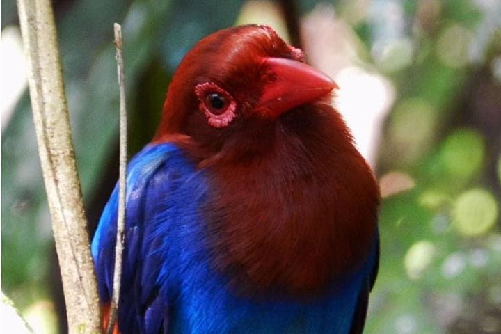 Sinharaja Rainforest Birding: 1-Day Guided Tour with Expert Ornithologists