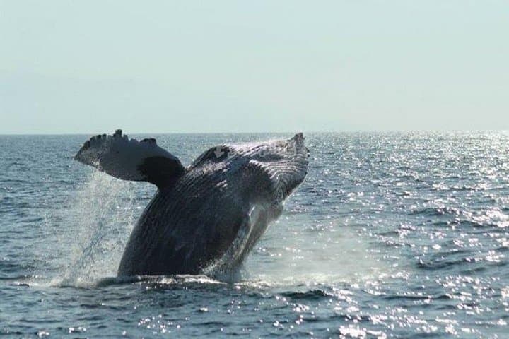 Banderas Bay Whale Watching: Humpbacks from Puerto Vallarta photo 2