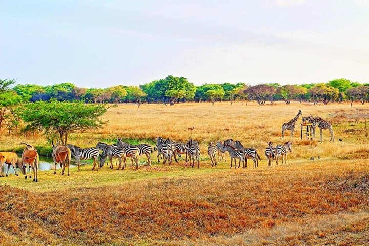 Stargazing with Wildlife near Harare: Night Sky Tour in The Wilderness photo 2