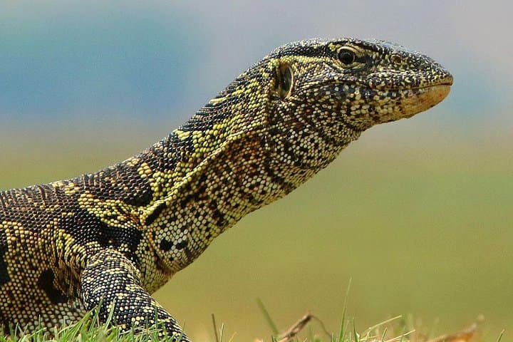 Chobe 3-Hour Sunset Boat Cruise: Kasane Wildlife on the Chobe River photo 2