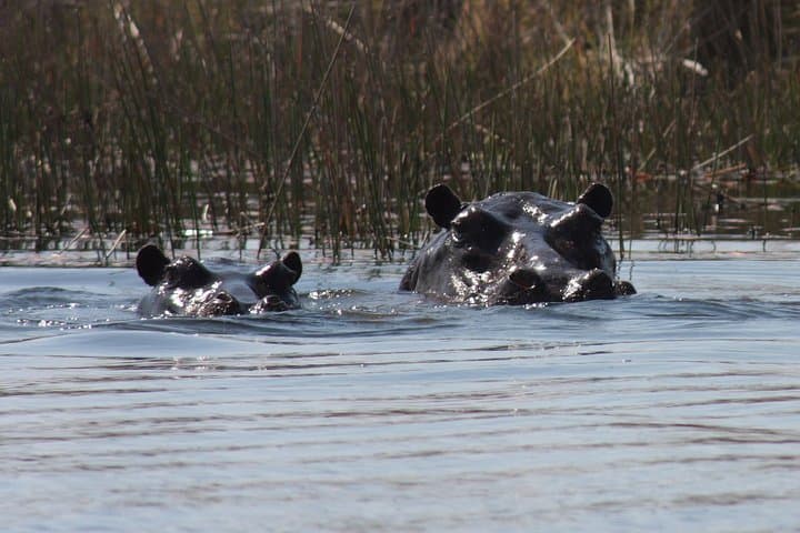Chobe 3-Hour Sunset Boat Cruise: Kasane Wildlife on the Chobe River photo 3
