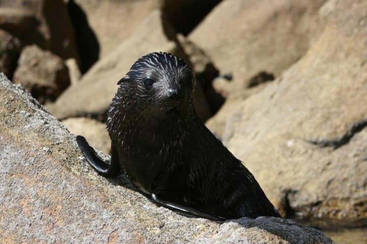 Abel Tasman Freedom Sea Kayak Rental — Self-Guided Day Hire photo 5