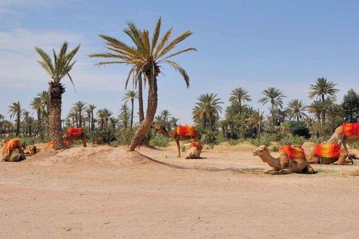Sunset Camel Ride in Marrakech Palmeraie — Berber Tea & Palm Grove Views photo 5