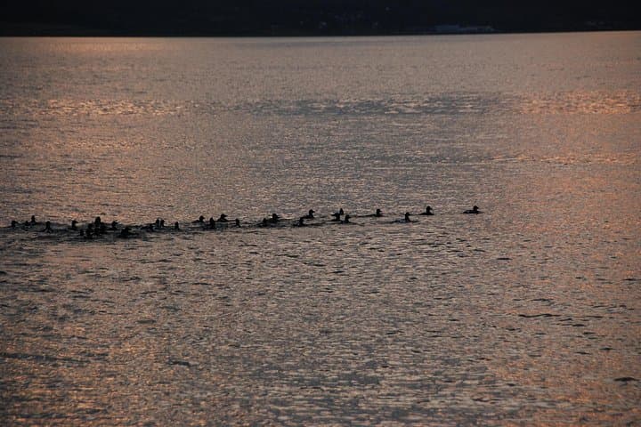 Midnight Sun Luxury Yacht Cruise on the Arctic Queen in Tromsø photo 4