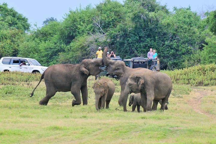 Guided Elephant Safari at Minneriya & Kaudulla — See Asia’s Largest Elephant Gathering photo 3