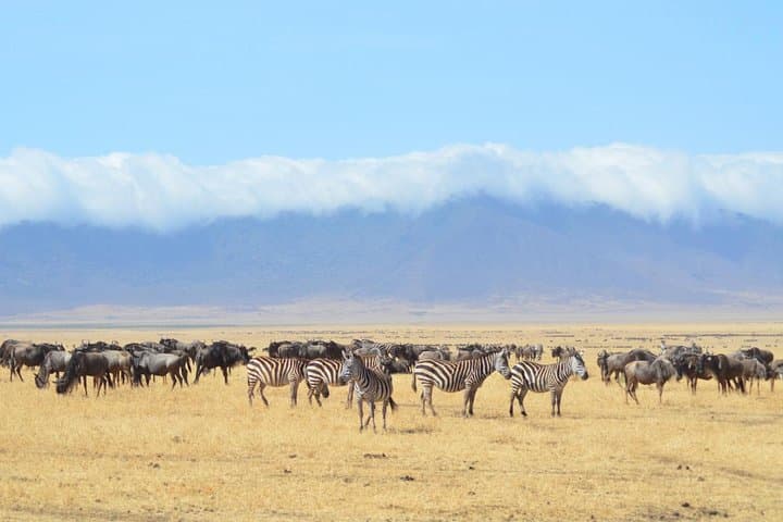 Discover a Thousand Hills: Rwanda Gorilla Tracking and Cape Town Trails photo 3