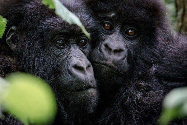 3-Day Gorilla Tracking in Bwindi Impenetrable National Park, Uganda photo 2