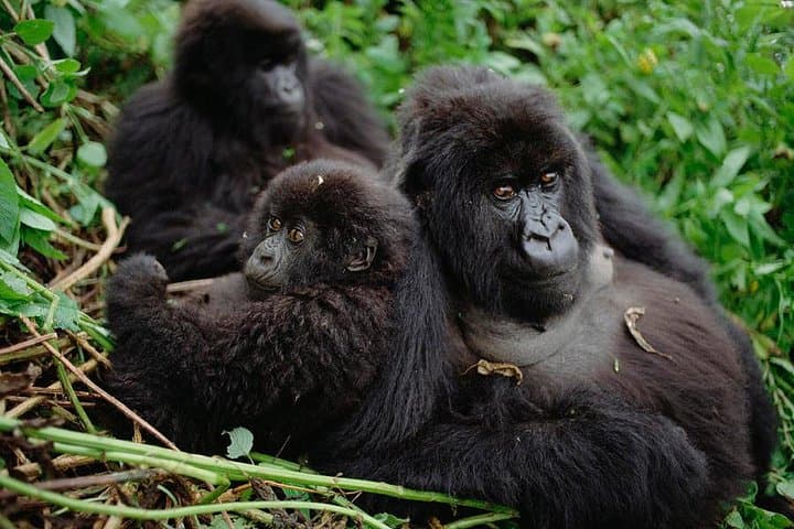 3-Day Gorilla Tracking in Bwindi Impenetrable National Park, Uganda photo 4