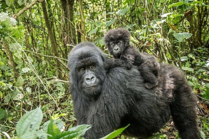 3-Day Gorilla Tracking in Bwindi Impenetrable National Park, Uganda photo 5