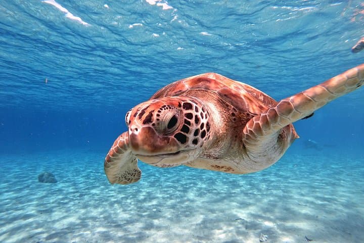 Snorkel with Sea Turtles at Curaçao's Turtle Beach photo 6