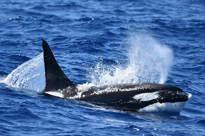 Bremer Bay Orca Experience: Offshore Whale Watching in Western Australia photo 4