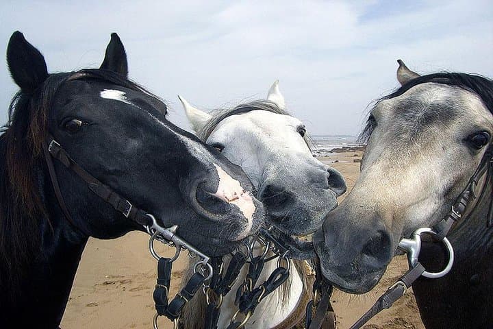 Horseback Riding on Agadir's Dunes: Eucalyptus Trails & Birdwatching photo 3