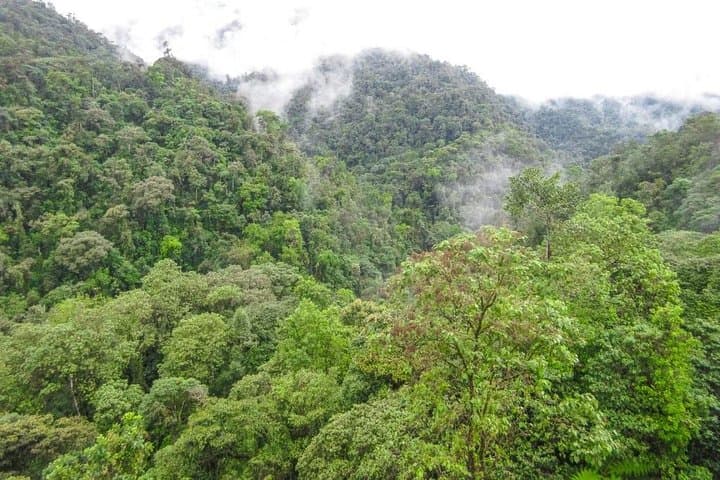 Mindo Cloud-Forest Quick Trip: Birding, Waterfalls & Local Flavors photo 4
