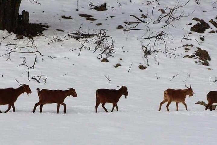 Middle Atlas Day Trip from Fez: Ifrane, Azrou & Cedar Forests photo 6